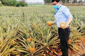 海南吃瓜爆料,揭秘当地美食背后的故事