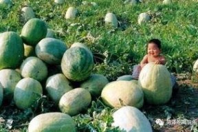 东明吃瓜爆料,揭秘娱乐圈幕后真相